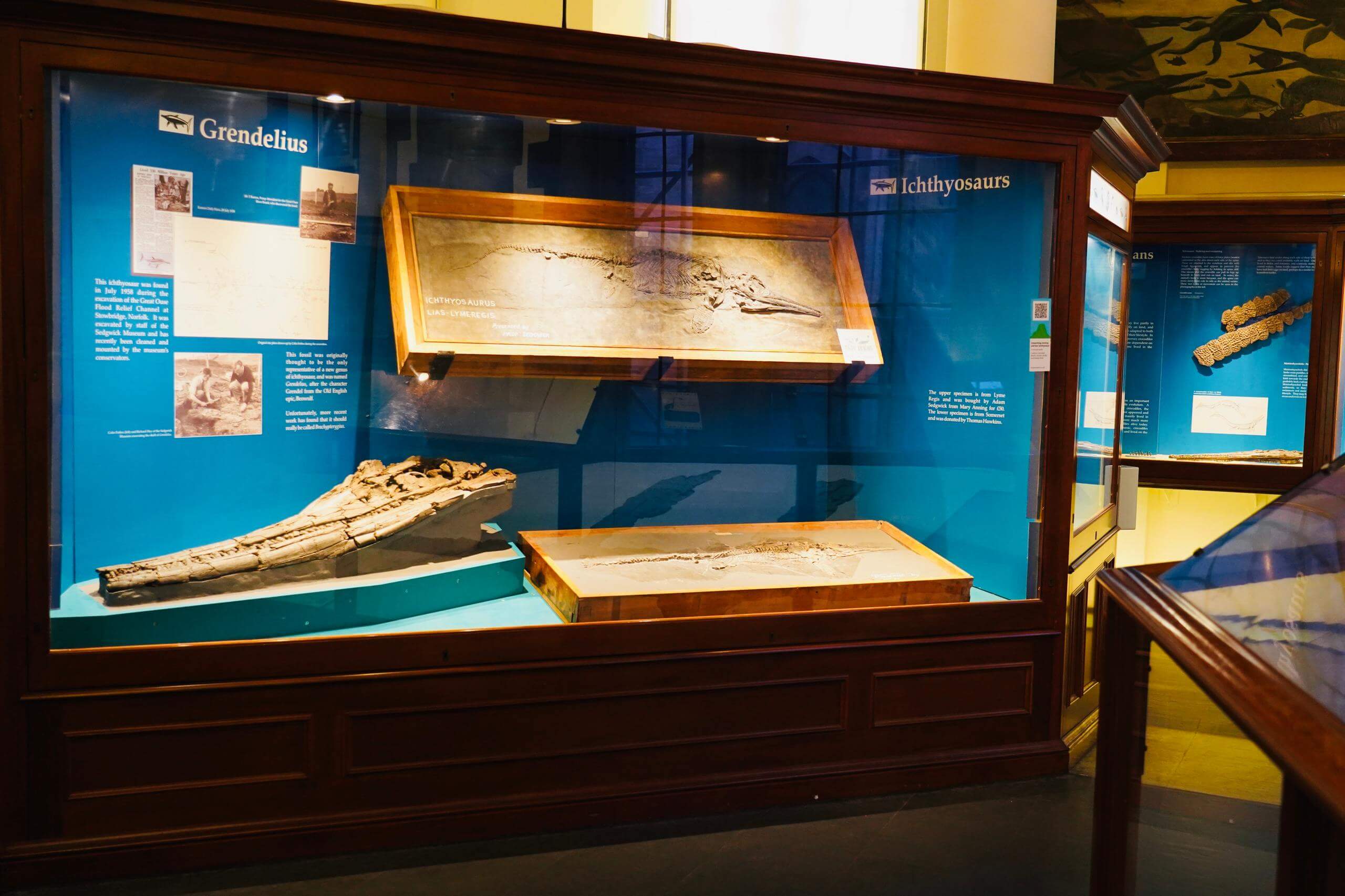 剑桥动物学博物馆讲解