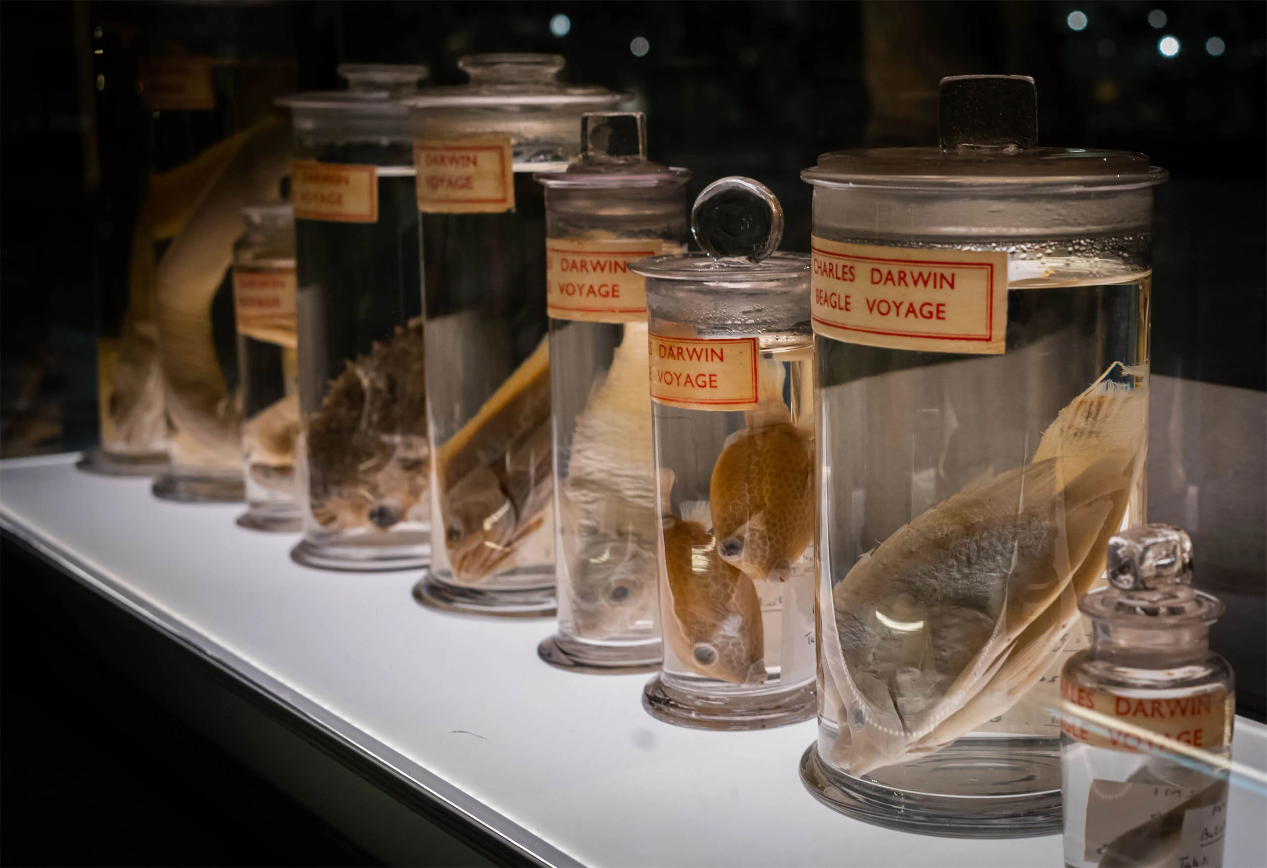 Private Cambridge Zoology Museum Guided Tour